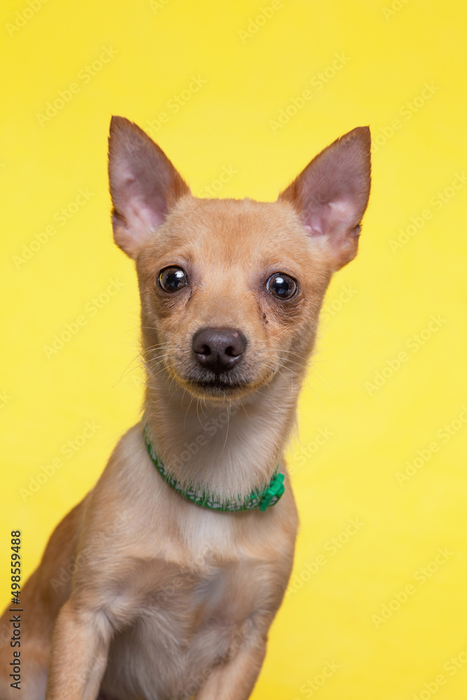 studio shot of a cute dog on an isolated background