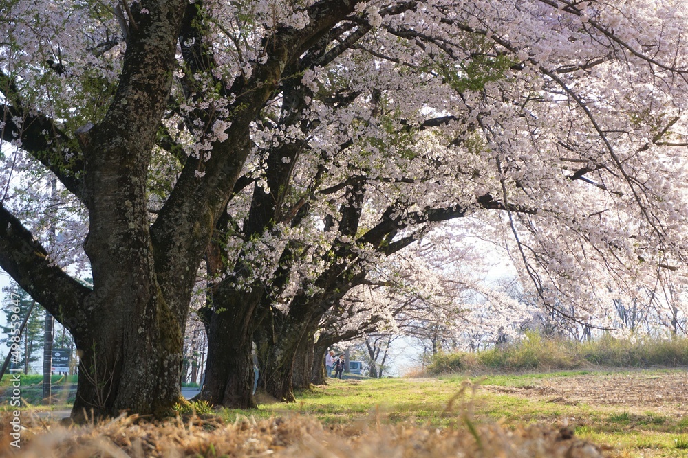 桜並木 桜並木