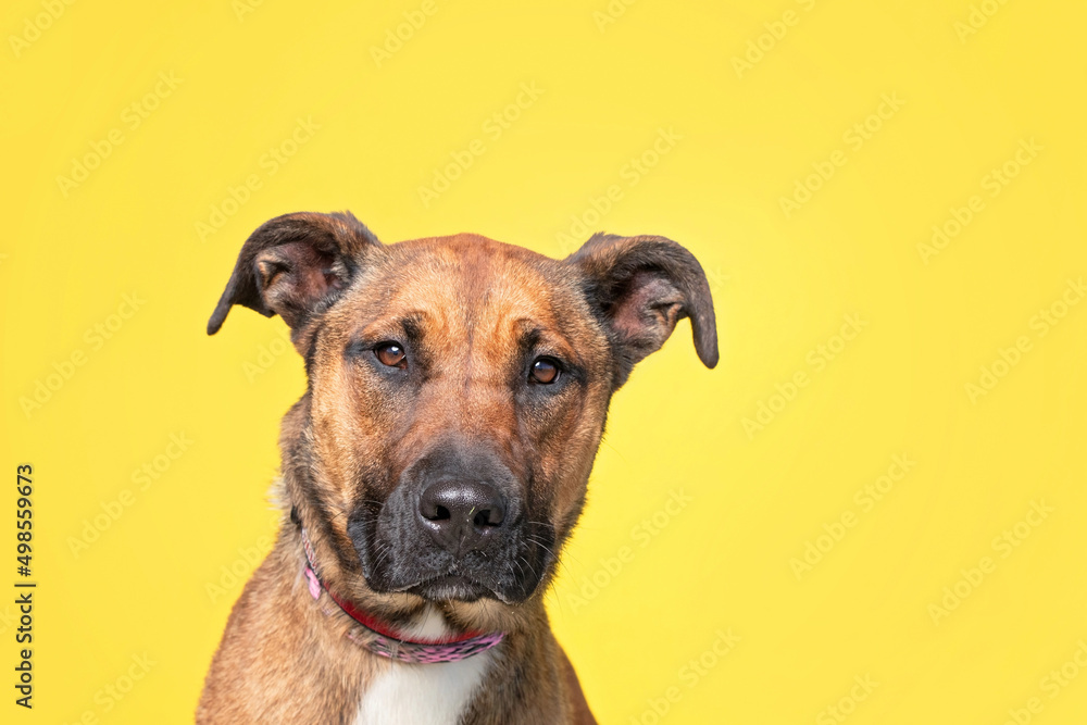 studio shot of a cute dog on an isolated background