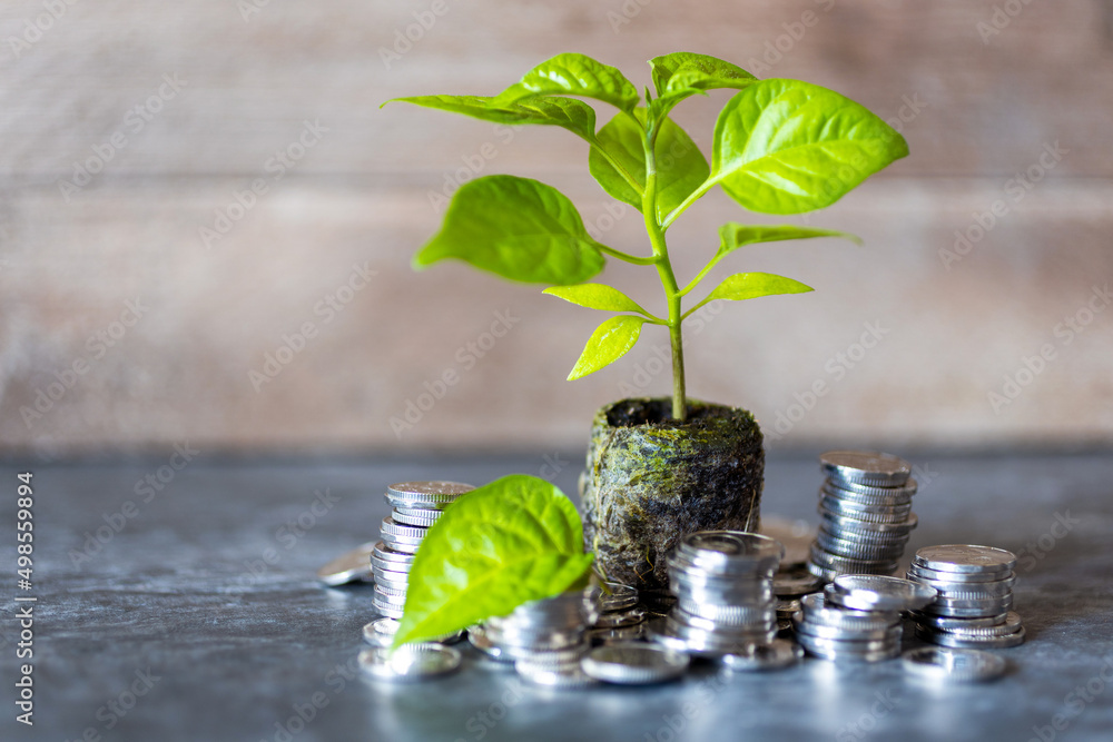 Φωτογραφία czech economy - finance and banking - green plant seedling as a symbol of profit