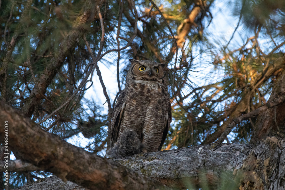 great horned owl out in nature great horned owl out in nature