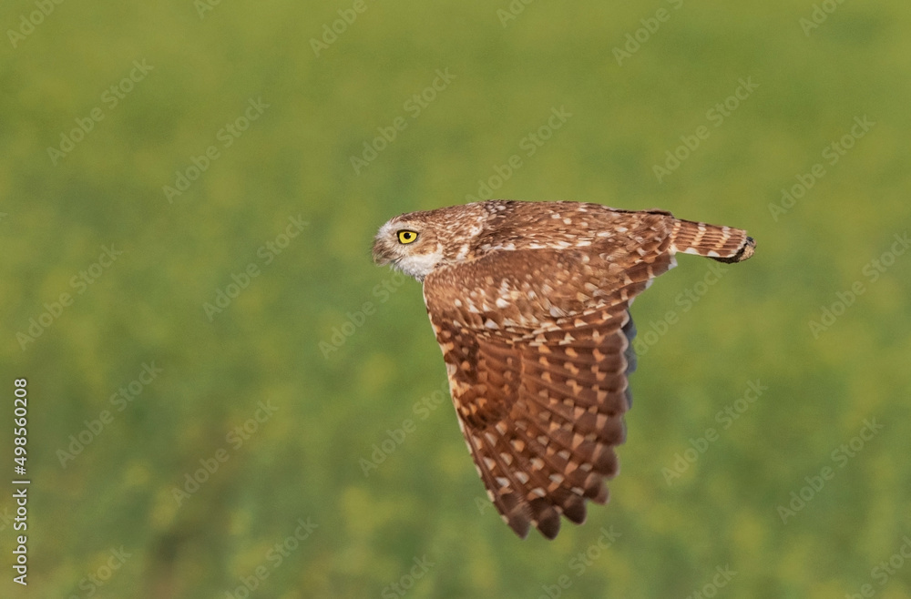Fototapeta premium burrowing owl out in nature