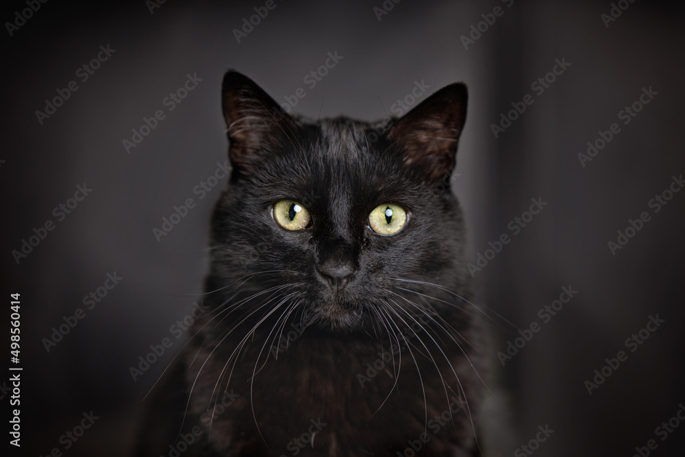 studio shot of a cute cat on an isolated background