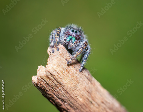 jumping spider in a natural environment