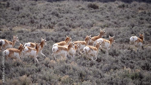 Pronghorn Antelope running in slow motion through the Wyoming wilderness moving through the sagebrush. photo