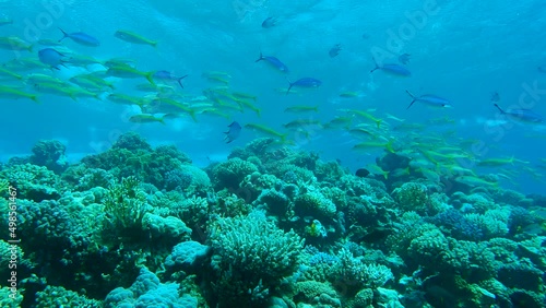 Wallpaper Mural Massive shool of multicolored tropical fishes stand over coral reef under storm waves. Yellowfin Goatfish - Mulloidichthys vanicolensis and Lunar Fusilier - Caesio lunaris. Slow motion. Red sea, Egypt Torontodigital.ca