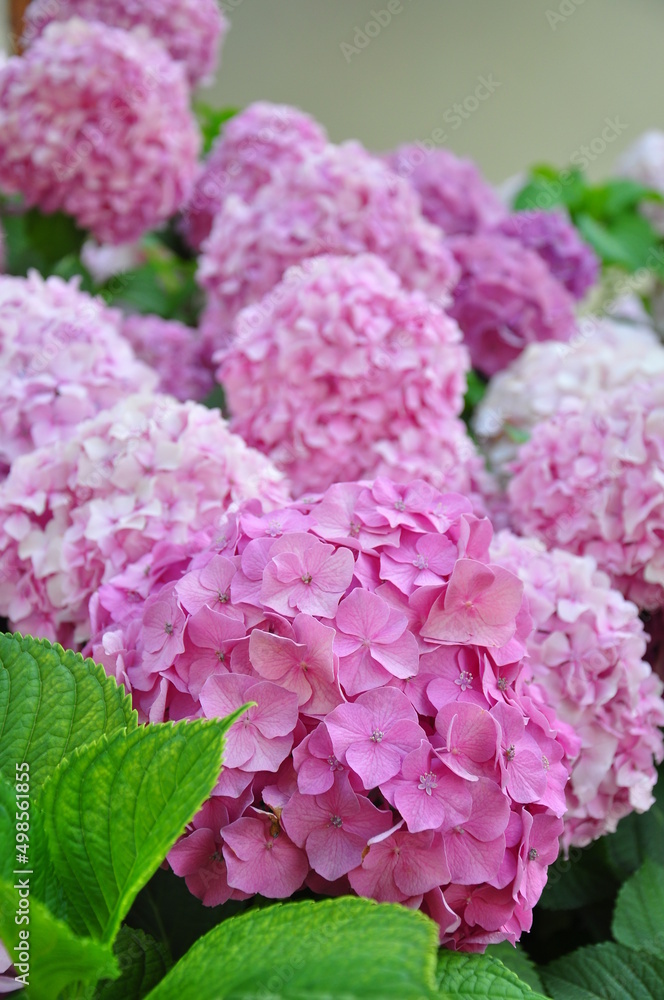 Obraz premium hydrangea flowers blooming in spring