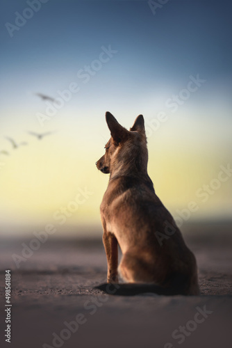 A sad homeless mixed breed dog against a blue and yellow sky in the color of the Ukrainian flag. 