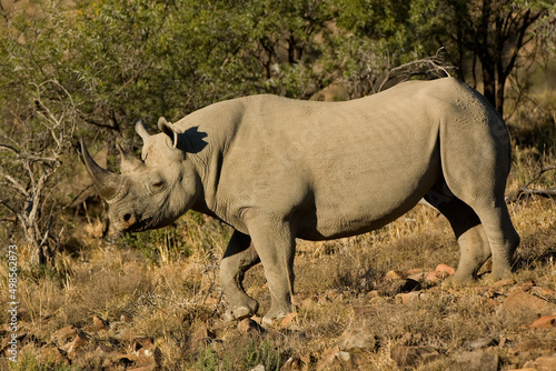  Black rhinoceros