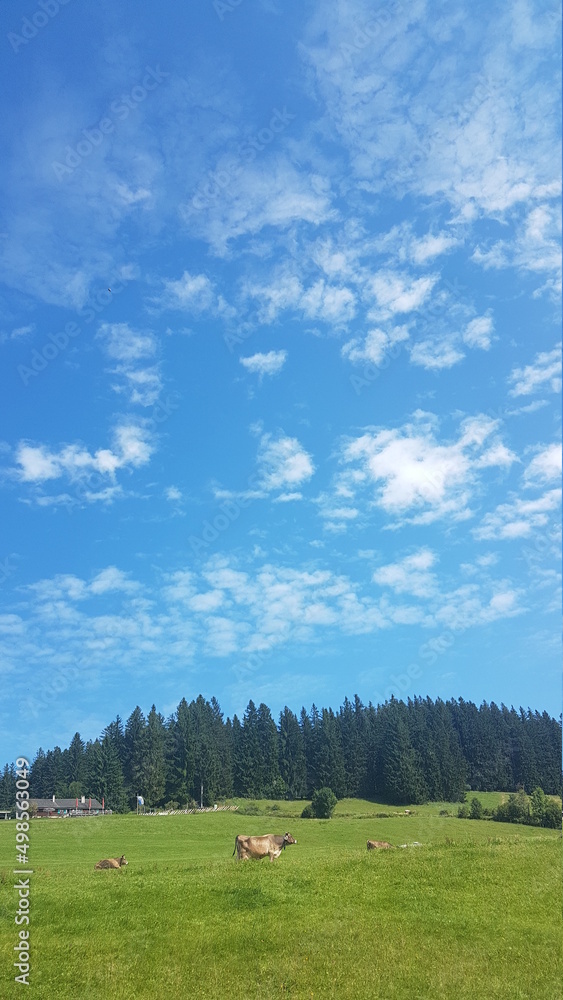 Kühe auf einer grünen Wiese vor blauem Himmel Kühe auf einer grünen Wiese vor blauem Himmel