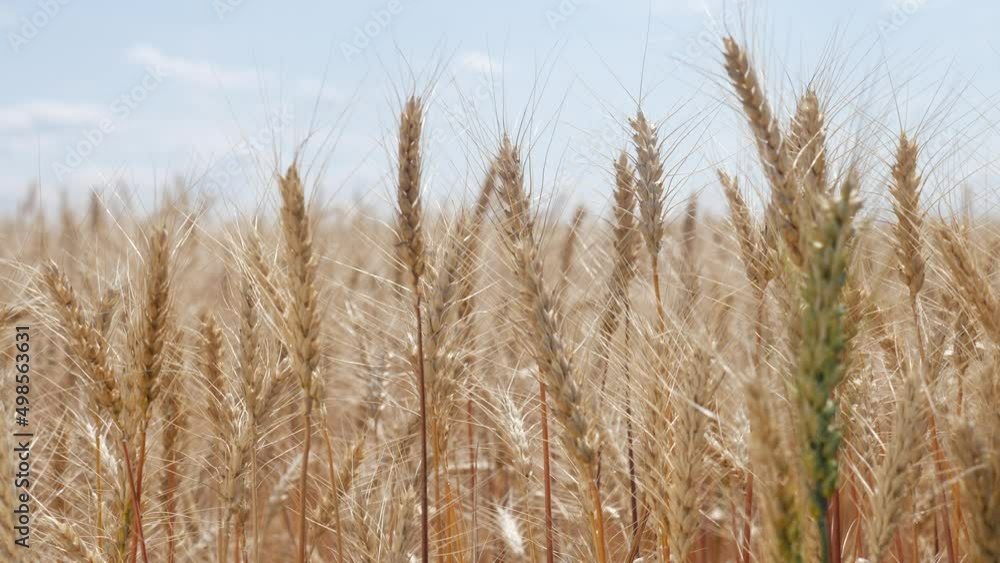 ears of wheat on the field during sunset. farming wheat harvesting agribusiness concept. large wheat field. big harvest of wheat lifestyle in summer on the field landscape ears of wheat on the field during sunset. farming wheat harvesting agribusiness concept. large wheat field. big harvest of wheat lifestyle in summer on the field landscape