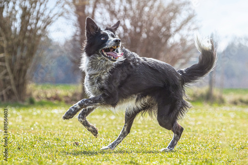 Portrait of a happy border collie dog on a meadow in spring outdoors