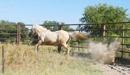 Equine exercise shows fresh palomino horse with energy in round pen of ranch. © ccestep8