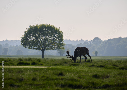 Canvas Print Deer with antlers in Dyrehaven