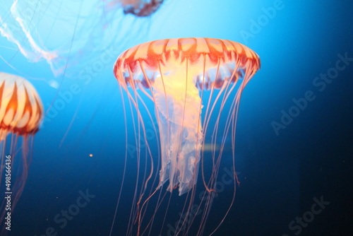 jelly fish in the aquarium © Haylee