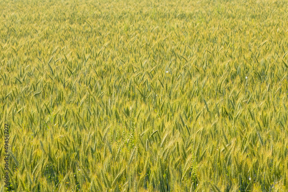 A crop of wheat frowing in Punjab
