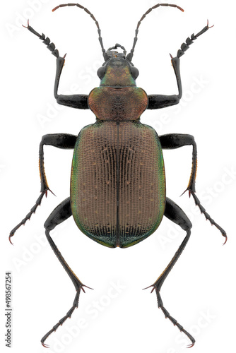 Принти на полотні Calosoma inquisitor beetle specimen