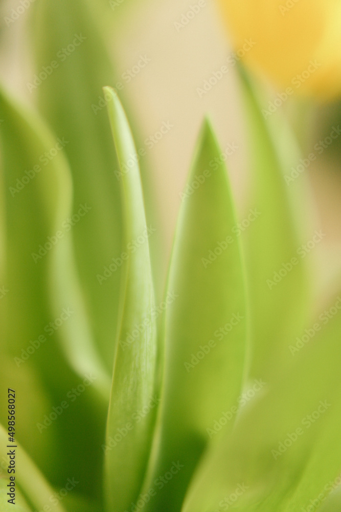Simple green background of plants , Fresh green branches of Ruscus Simple green background of plants , Fresh green branches of Ruscus