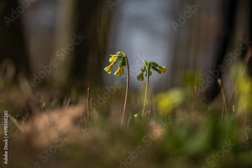 Primula elatior spring flower in nature photo