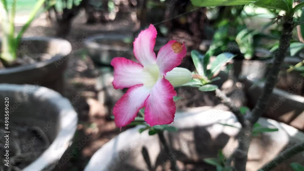 Adenium arabicum flower. It is a species of succulent plant commonly ...