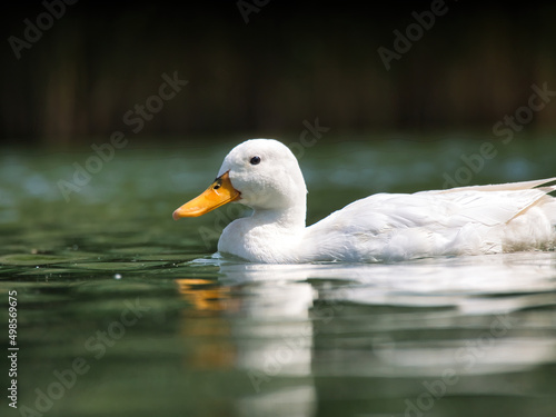 sideview of a white duck in a pond on a sunny day from a long angle photo