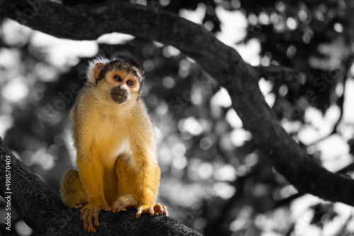 Little monkey, Saimari on its branch, at Safari de Peaugres, in France photo