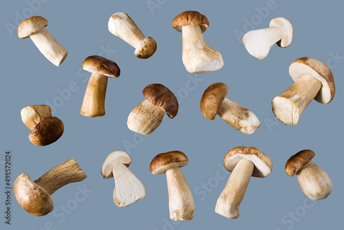 Fresh wild porcini mushrooms on a gray background, isolate. Mushroom background, collection, set