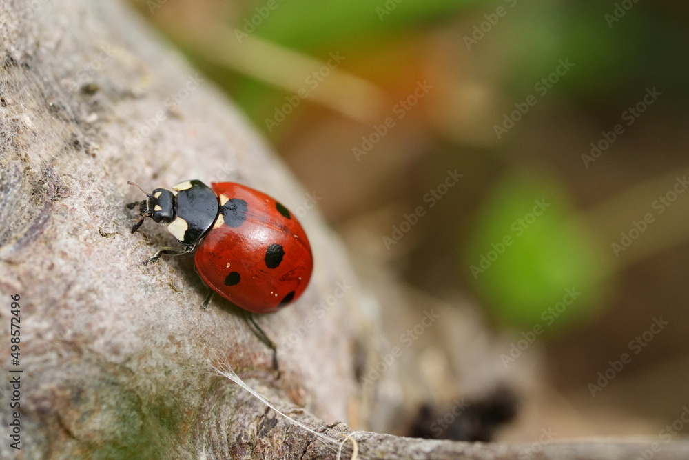 Fototapeta premium coccinelle