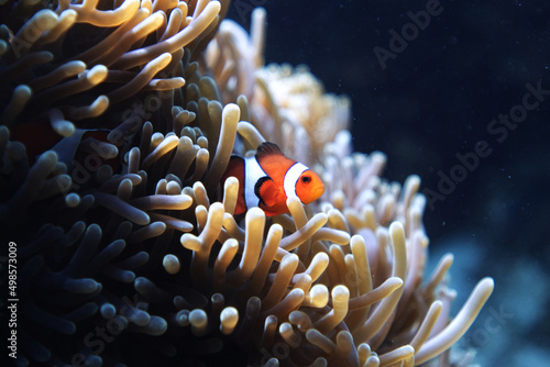 Fototapeta Underwater world with the Ocellaris clownfish near the sea anemone