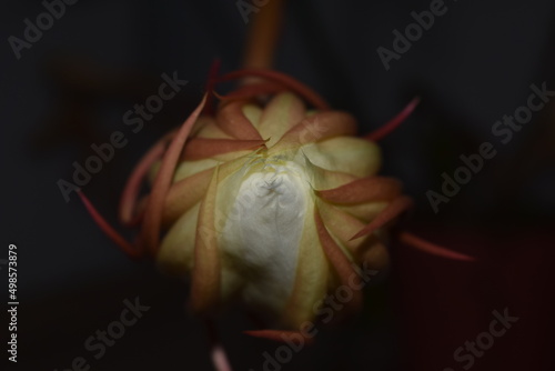 Epiphyllum oxypetalum photo