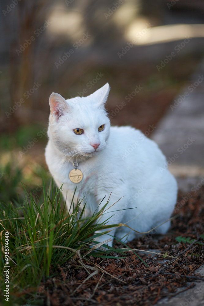 White domestic cat eats grass wrinkles and crinkles White domestic cat eats grass wrinkles and crinkles