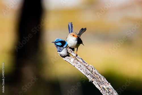 Closeup shot of a cute Superb Fairy wren couple standing on wood with blurred background photo