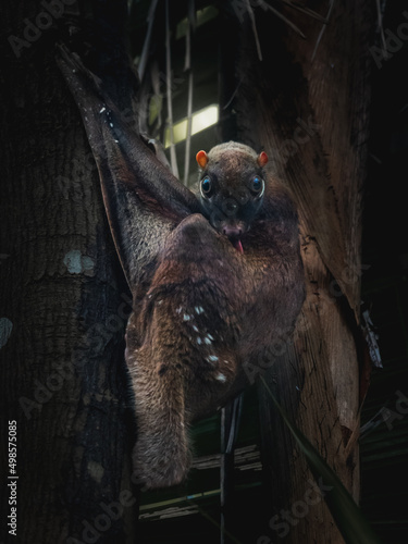 Closeup shot of a Sunda flying lemur animal with tree bark in the forest photo