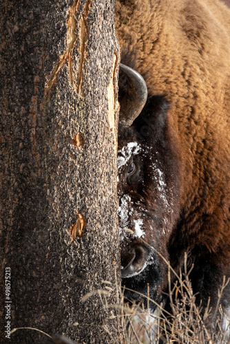 Bison behind tree