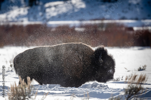 Bison burying in snow