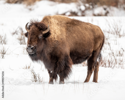 Bison in snow © Penny Hegyi