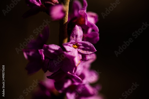 Macro view of purple Daphnes flowers in the dark background photo