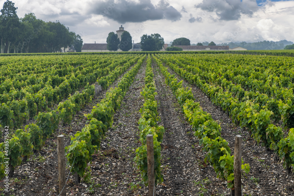 Typical vineyards near Chateau Lagrange, Bordeaux, Aquitaine, France