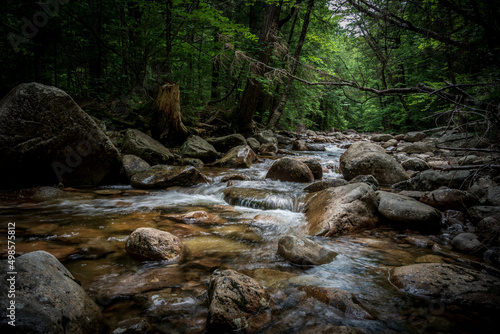 stream in the forest