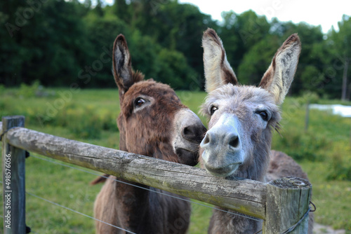 Two Silly Donkeys Gossiping photo