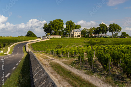 Typical vineyards near Chateau Pichon Longueville Comtesse de Lalande, Bordeaux, Aquitaine, France
