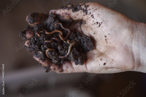 Handful of soil with worms photo