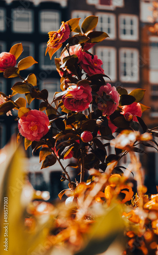 Fotografiet Closeup of camellia japonica flowers in the city park