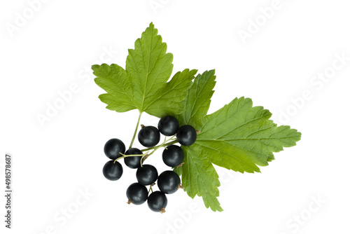 Black currant leaves with berries on a white background , isolate