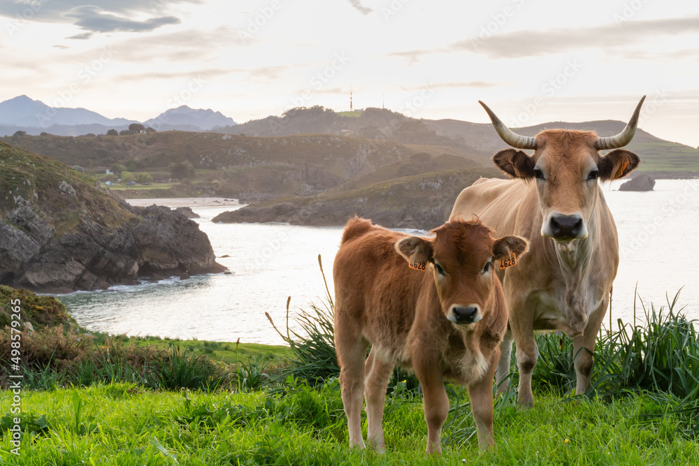 Cows by the sea, adult cow and little calf Cows by the sea, adult cow and little calf