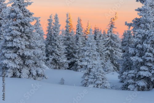 winter landscape with snow covered trees