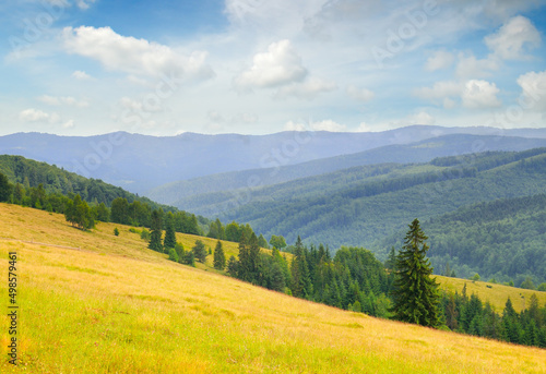 Carpathian mountains. grassy meadows and forested hill.