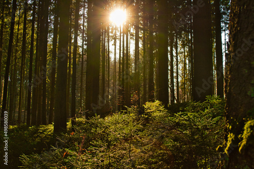 фотографія Scenic view of sunrays in the German Black Forest