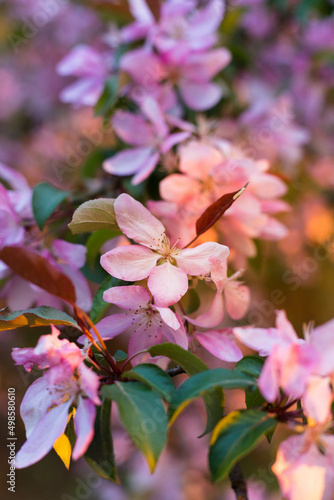 Fototapeta Naklejka Na Ścianę i Meble -  Spring garden with pink bloom almond tree in sunset. Close up photo