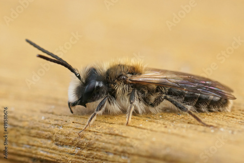 Closeup on a male Early mining bee, Andrena praecox sitting on a piece of wood